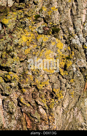 Licheni e muschi a copertura di corteccia di albero. Foto Stock