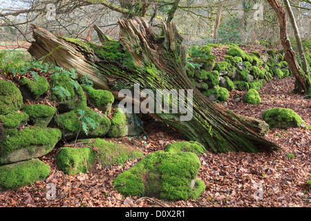 Il marcio caduto albero tronco da un antico muro di pietra coperte di muschio nel bosco nella valle Dwyfor, Gwynedd, Galles del Nord, Regno Unito Foto Stock
