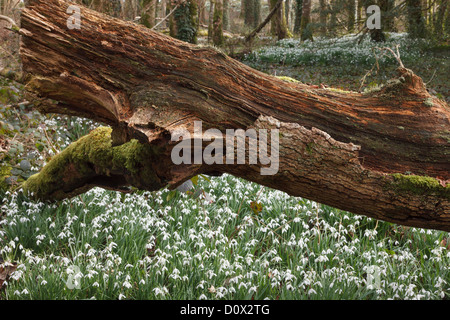 Scena di bosco selvaggio con bucaneve (Galanthus nivalis) crescente da un marcio caduto tronco di albero in inverno in Valle Dwyfor Wales UK Foto Stock