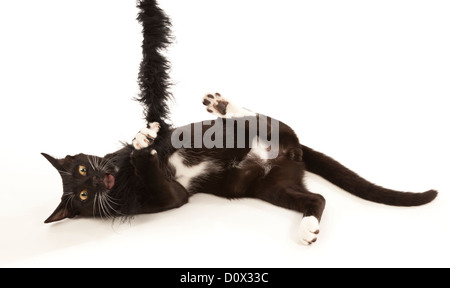 Un giovane maschio bianco e nero gatto domestico gioca con un giocattolo Foto Stock