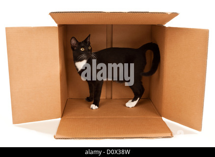 Un giovane nero e il Gatto Bianco si trova in piedi in una scatola di cartone Foto Stock