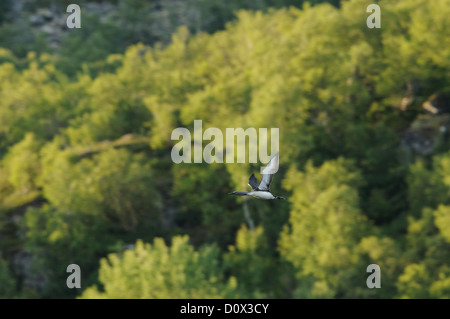 Flying rosso- throated diver nella parte anteriore degli alberi Foto Stock