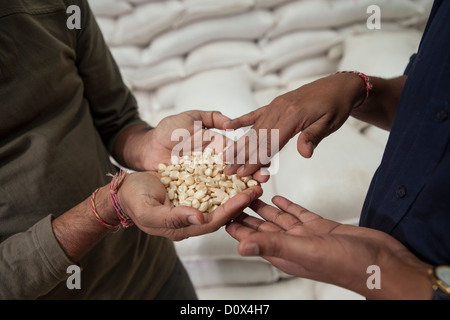 Analizzare i lavoratori di chicchi di mais in un magazzino a Kampala in Uganda, Africa orientale. Foto Stock