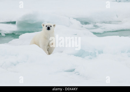 Carino Polar Bear Cub, Ursus maritimus, sul pacco Olgastretet ghiaccio, arcipelago delle Svalbard, Norvegia Foto Stock