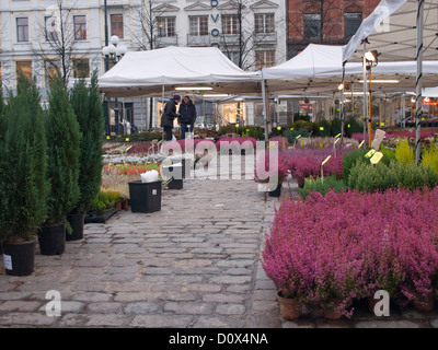 Mercato all aperto in Piazza Stortorget in Oslo Norvegia, autunno fiori in offerta Foto Stock