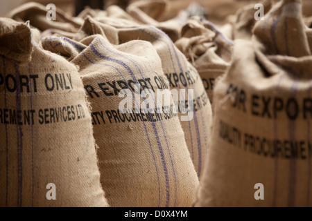 Sacchi di chicchi di caffè sono pronti per l'esportazione in corrispondenza di un magazzino a Kampala in Uganda, Africa orientale. Foto Stock