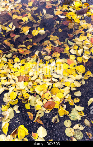 Giallo caduto foglie di autunno in una pozza Foto Stock