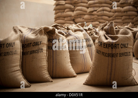 Sacchi di chicchi di caffè sono pronti per l'esportazione in corrispondenza di un magazzino a Kampala in Uganda, Africa orientale. Foto Stock