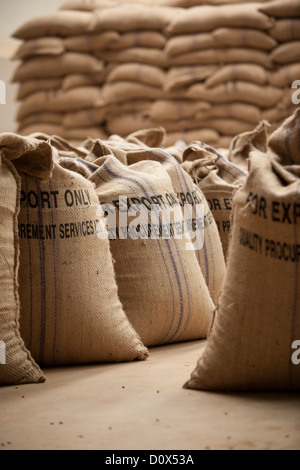 Sacchi di chicchi di caffè sono pronti per l'esportazione in corrispondenza di un magazzino a Kampala in Uganda, Africa orientale. Foto Stock