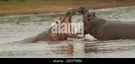 Ippopotamo combattimenti nelle acque al tramonto dam nel Parco Nazionale di Kruger Foto Stock