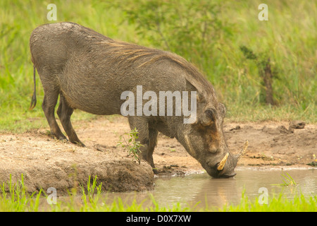 Warthog avente una pausa mattutina prima che il calore del giorno Foto Stock