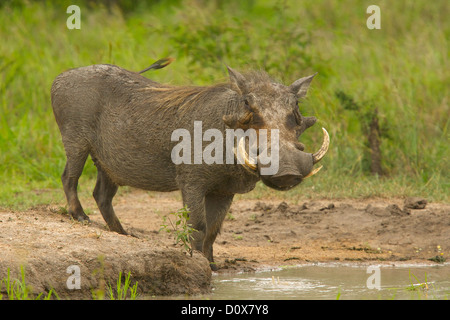 Warthog avente una pausa mattutina prima che il calore del giorno Foto Stock