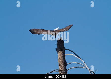 Aquila calva tenendo fuori dal suo pesce persico Foto Stock