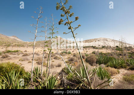 Andalusia Andalusia Andalusia paesaggio desertico con Agave (pita) Americana nel Parco Naturale Cabo de Gata Spagna paesaggi Foto Stock