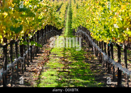 Vigneto in Autunno Autunno Foto Stock