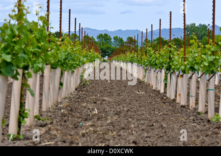 Righe di giovani vigne in Valle di Napa California Foto Stock