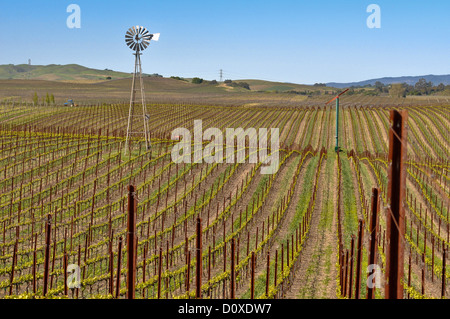 Vigneto con mulino a vento e cielo blu in background Foto Stock