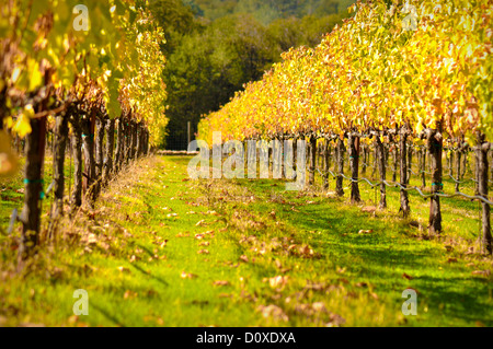 Bellissimo vigneto in autunno Foto Stock