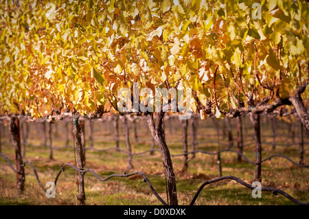 Bellissimo vigneto in autunno Foto Stock