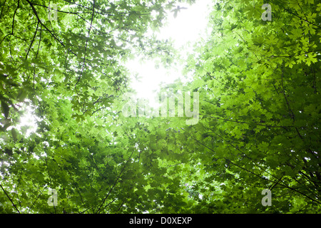 Sole che splende attraverso il baldacchino di alberi Foto Stock