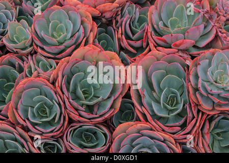 Aeonium haworthii, Australia Ballarat, Haworth's aeonium, Victoria, girandola, stonecrop, succulenti, impianti Foto Stock