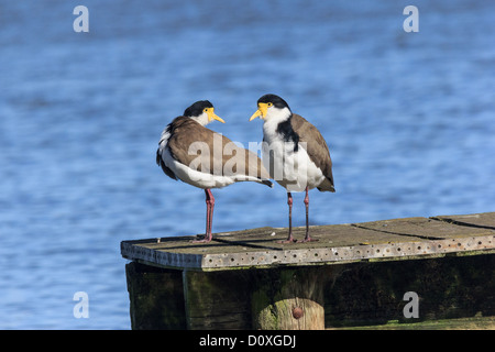 Australia, Ballarat, Charadriidae, mascherato pavoncella, mascherato Plover, dallo sperone Plover, Vanellus miles, Victoria, uccello Foto Stock