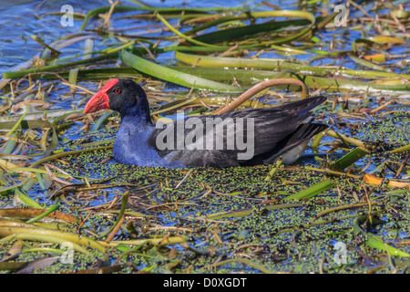 African Purple Swamphen, Australia Ballarat, Orientale Swamp Hen, Porphyrio porphyrio, viola la folaga, pollo sultano, Viola Moor Foto Stock