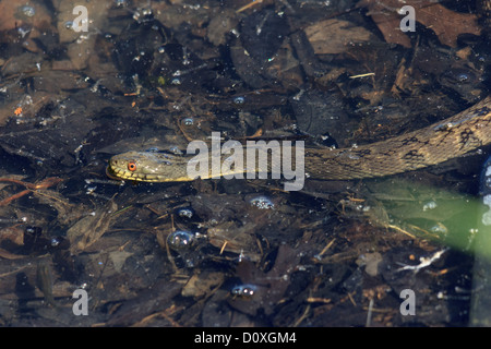 Nerodia rhombifer, Plano, rettile, Texas, Tropidonotus rhombifera, USA, colubrid famiglia, diamondback acqua snake, snake, acqua, Foto Stock