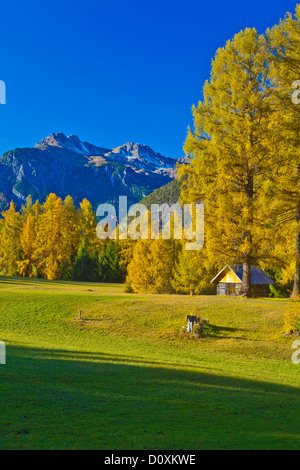 Austria, Europa, Tirolo Tirolo, Mieming, catena, altopiano, Obsteig, ai prati di larici, Holzleiten, Stadel, larici, Giallo autunno, sky Foto Stock