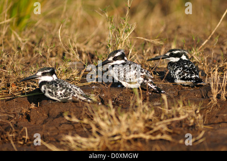 Africa, Botswana, Chobe National Park, la fauna selvatica, Pied Kingfisher, Kingfisher, Ceryle rudis, pesce persico, Bill, Fisher, uccello Foto Stock