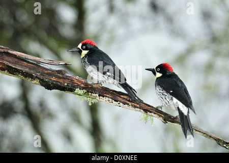 Acorn, picchio Melanerpes formicivorus, Costa Rica, America Centrale, uccelli Foto Stock