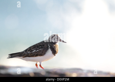 Voltapietre (Arenaria interpres) adulto, piumaggio invernale sulle rocce Hythe, Kent, Regno Unito Foto Stock