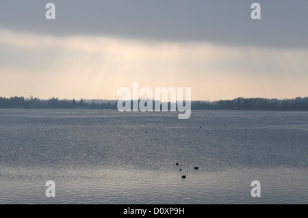 Eurasian folaghe fulica atra sul lago con raggi solari provenienti attraverso le nuvole scure Foto Stock