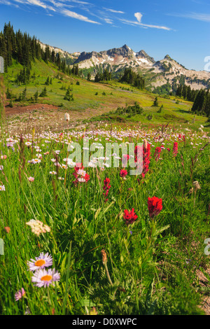 Estate Alpino di fiori selvatici prato, il Parco Nazionale del Monte Rainier, Washington, Stati Uniti d'America Foto Stock