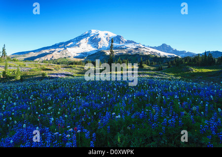 Estate Alpino di fiori selvatici prato sulla Skyline Trail, il Parco Nazionale del Monte Rainier, Washington, Stati Uniti d'America Foto Stock