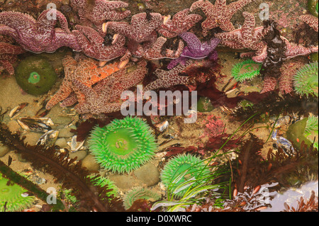 Verde gigante di anemoni e Pisaster stelle di mare nella zona intercotidale bassa marea, Shi-Shi Beach, Parco Nazionale di Olympic, Washington, Stati Uniti d'America Foto Stock
