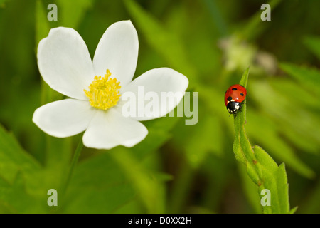 Sette spotted red ladybug (Coccinella septempunctata) in primavera. Foto Stock