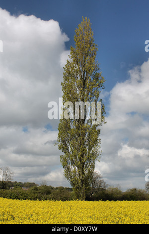 Lone Poplar Tree nel campo di colza Foto Stock