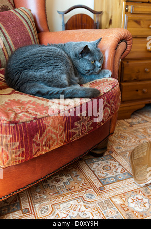 Teignmouth, Devon, Inghilterra. 13 maggio 2012. Un grande maschio Britannico gatto blu sdraiati su una poltrona. Foto Stock
