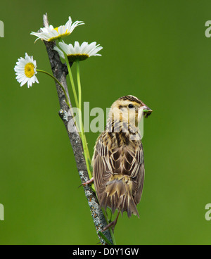 Una femmina (Bobolink Dolichonyx oryzivorus) , isolato su sfondo verde con fiori di colore bianco Foto Stock