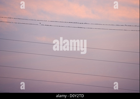 Molti uccelli sui fili al tramonto Foto Stock