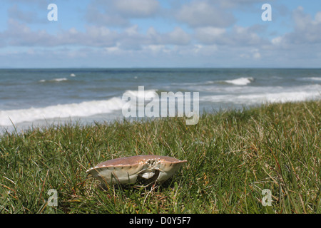 Guscio di granchio su Cardigan Bay costa al Tonfanau vicino Tywyn Galles Centrale Foto Stock