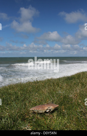 Guscio di granchio su Cardigan Bay costa al Tonfanau vicino Tywyn Galles Centrale Foto Stock