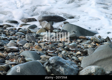 Turnstone gli uccelli sulla spiaggia di ciottoli a Tonfanau vicino Galles Tywyn Foto Stock