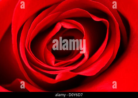 Immagine ravvicinata di una rosa rossa Foto Stock