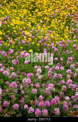 Trifoglio e Trifoglio del piede dell'Uccello nel prato di fiori selvaggi, England, Regno Unito Foto Stock