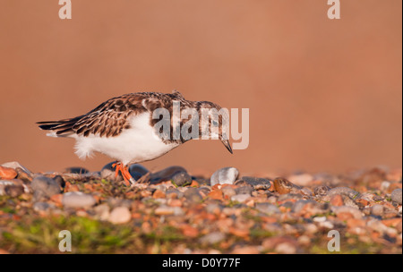 Turnstone Arenaria interpres alimentare tra pietre e ciottoli Foto Stock