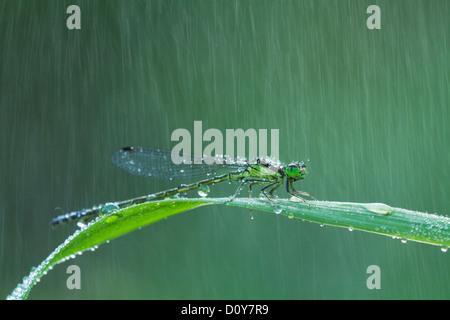 Damselfly verde sotto la pioggia nella mattinata estiva Foto Stock