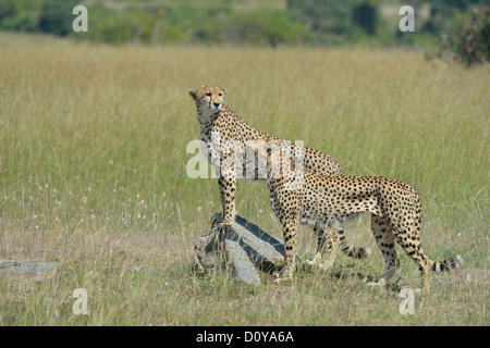 Ghepardo (Acinonyx jubatus) due fratelli in cerca di preda nella savana Masai Mara - Kenya Foto Stock