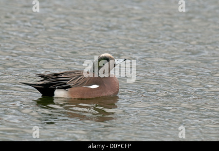 American Wigeon maschio nel piumaggio di allevamento Foto Stock